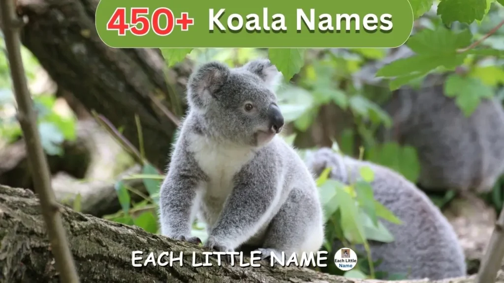 Koala Names