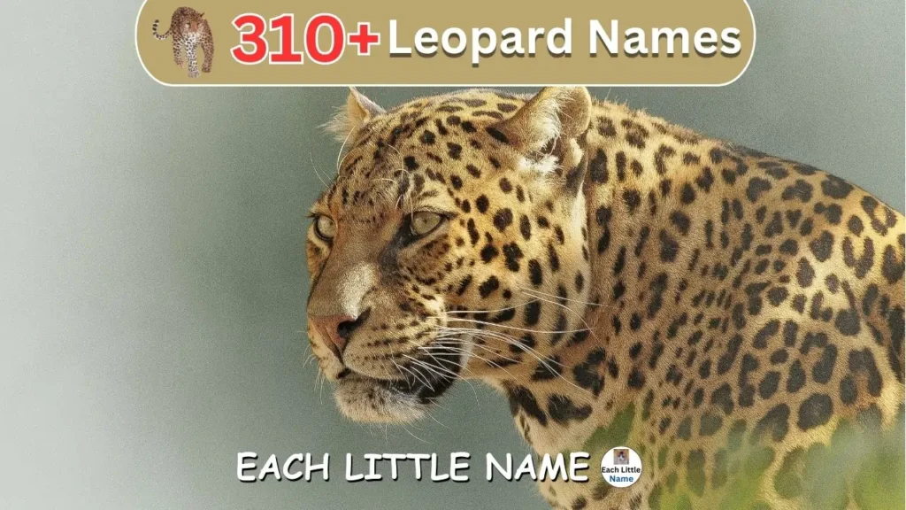 Leopard Names