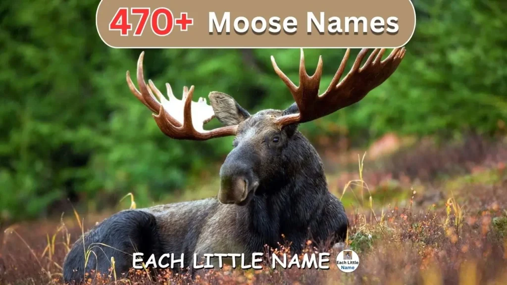 Moose Names