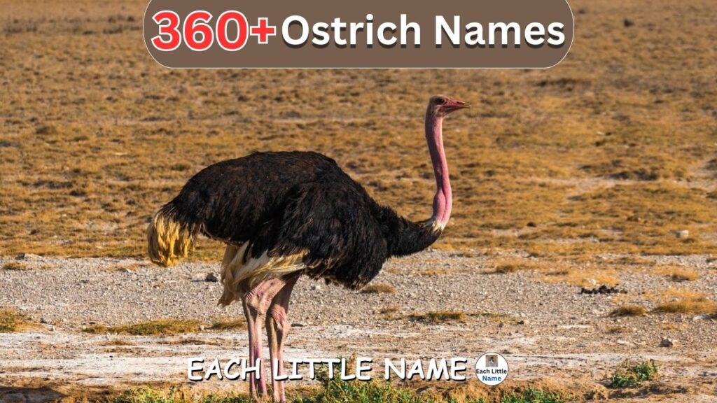 Ostrich Names