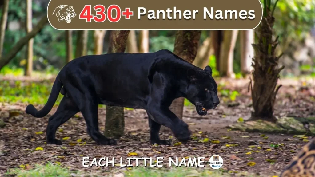 Funny Panther Names