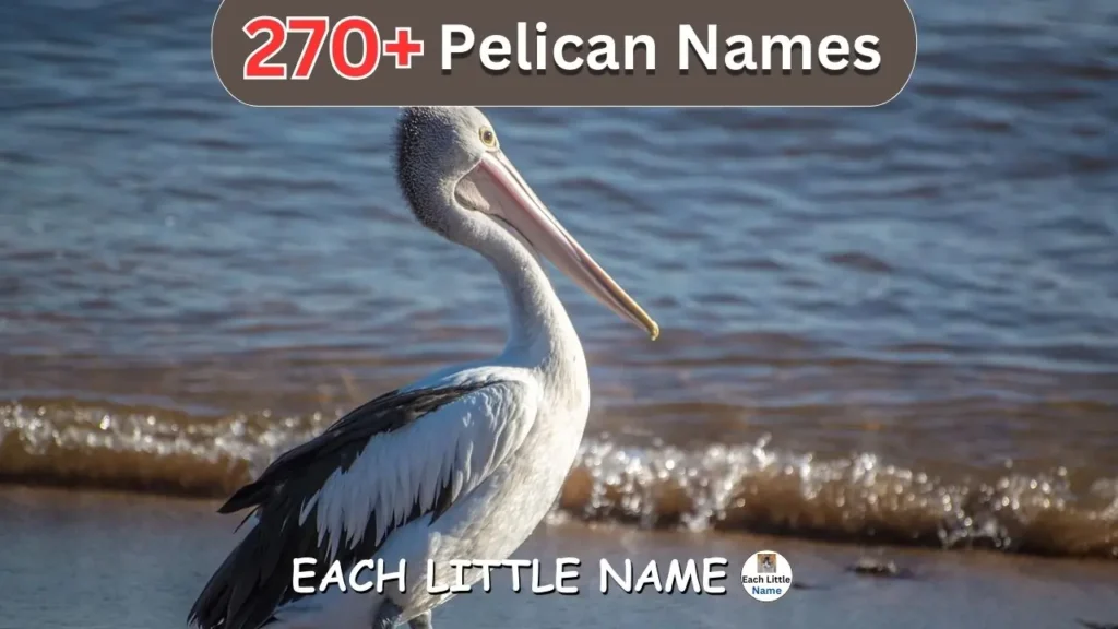 Pelican Names