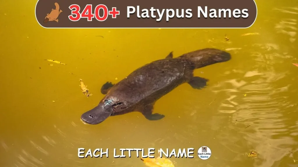 Platypus Names