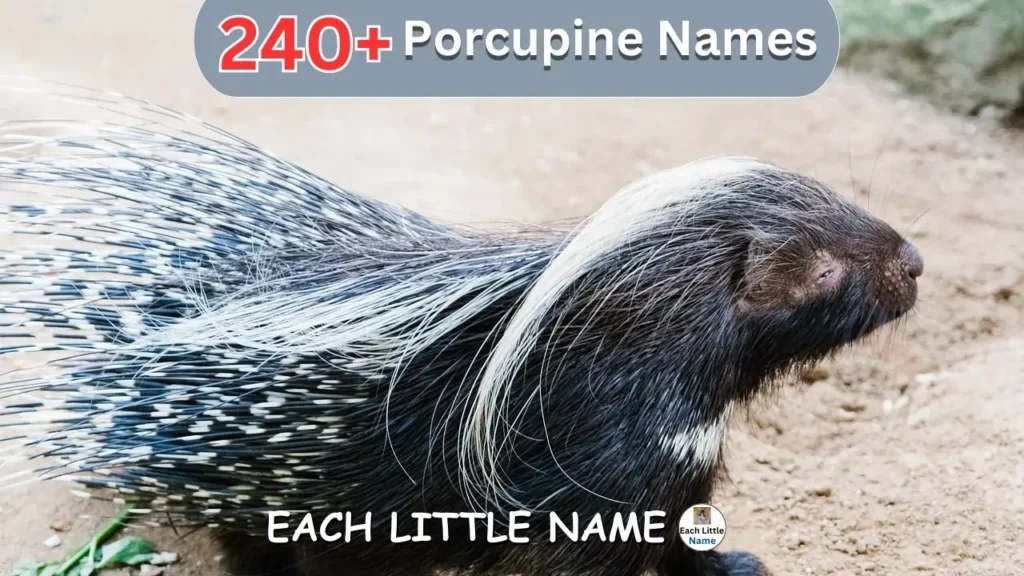 Porcupine Names