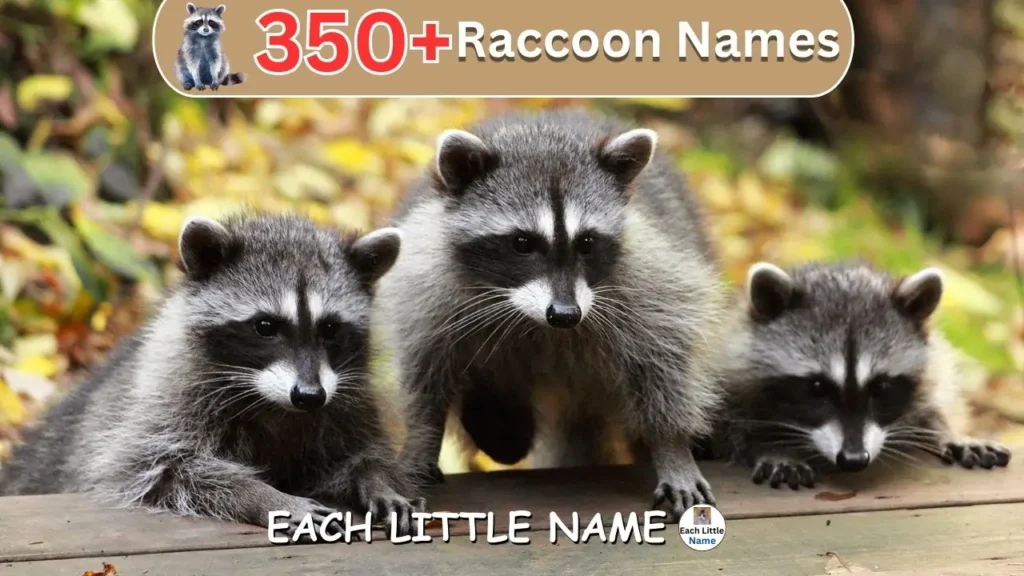 Raccoon Names 