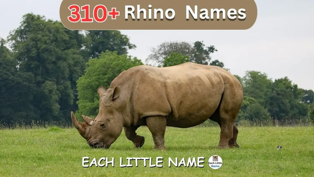 Rhino Names