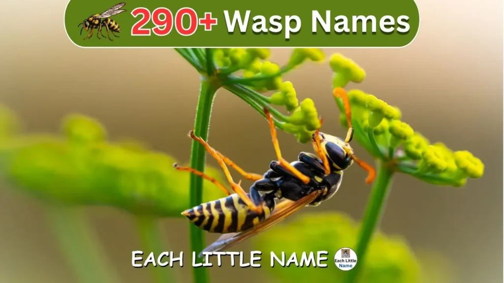 Wasp Names