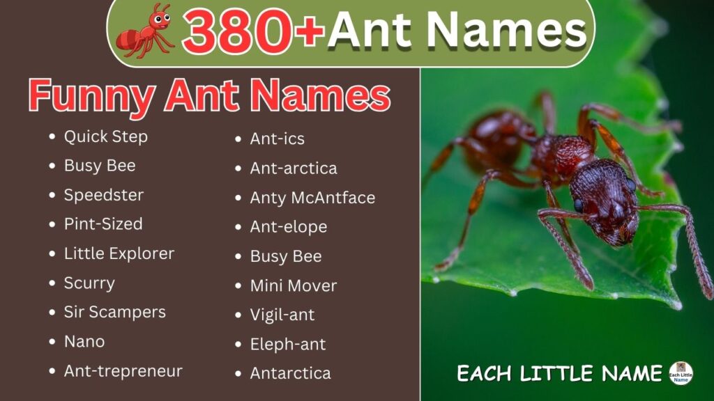 Ant Names