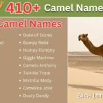 Camel Names