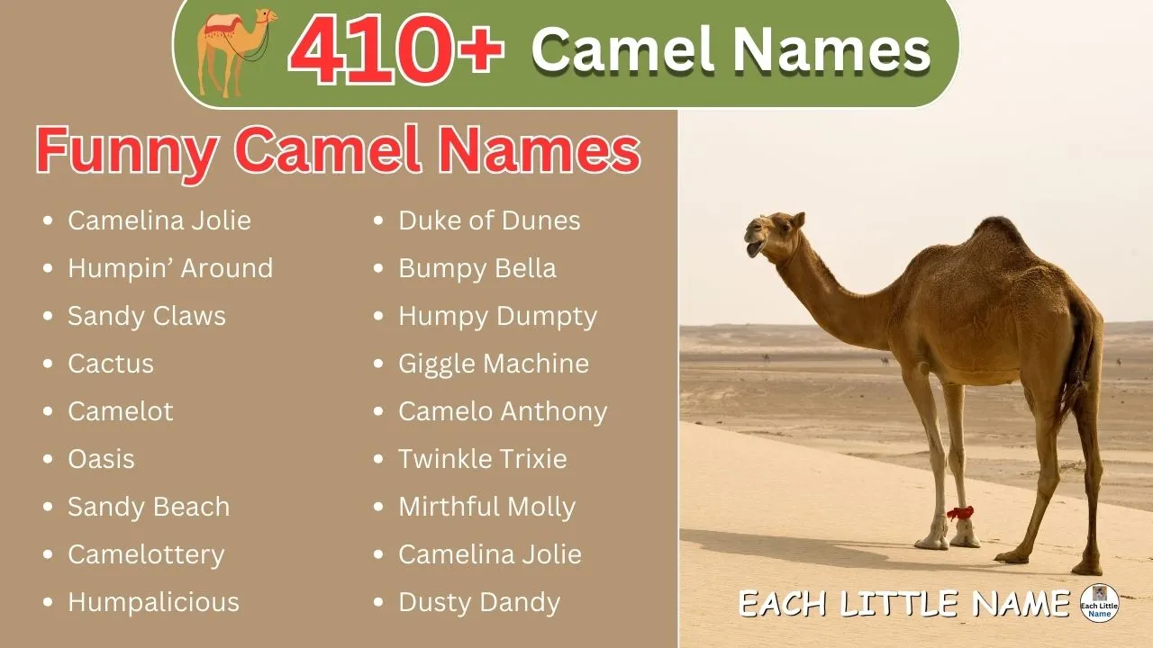 Camel Names