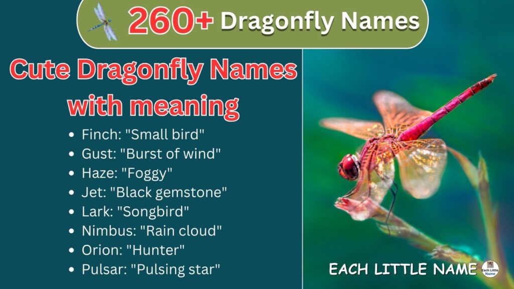 Cute Dragonfly Names With Meaning