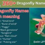 Dragonfly Names