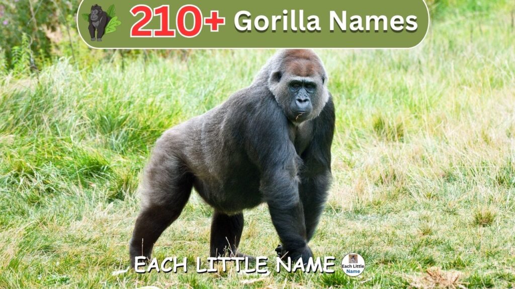 Gorilla names