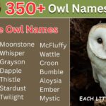 Owl Names