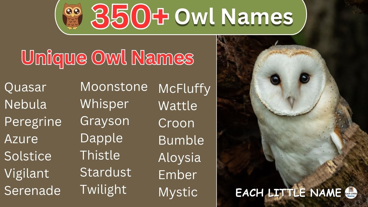 Owl Names