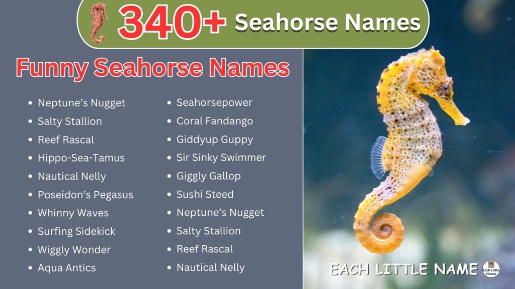 Seahorse Names