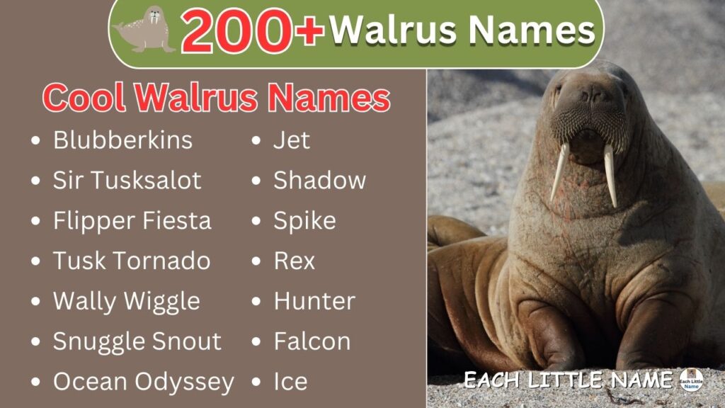  Walrus Names
