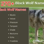 Black Wolf Names