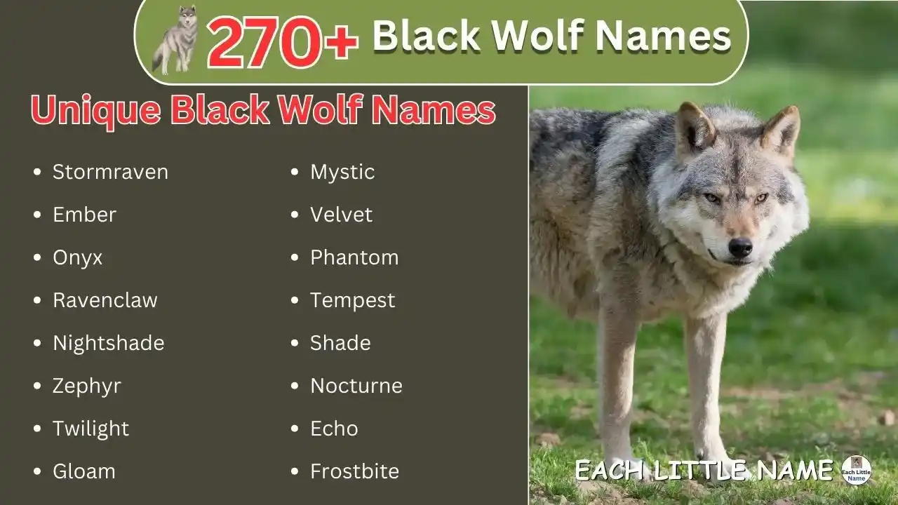 Black Wolf Names